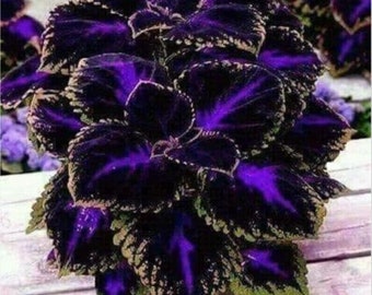 Coleus Zwart Blauw 20 zaden / Coleus scutellarioides. (#3299)