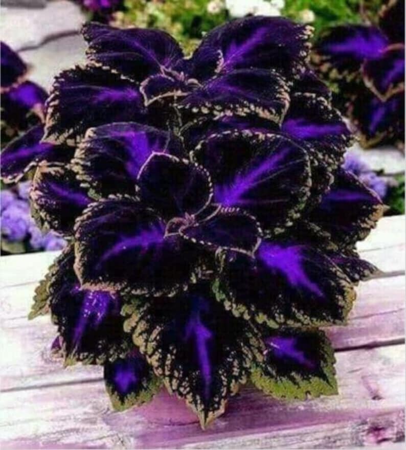 Coleus Black Blue 20 seeds / Coleus scutellarioides.3299 image 1