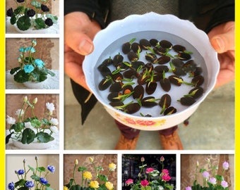 10 pièces bol lotus graines de nénuphar maison jardin plantes multicolore mélange nouveau # 9511