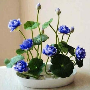 5 uds tazón de semillas de flor de loto lirio de agua plantas de jardín para el hogar Color azul nuevo #9512