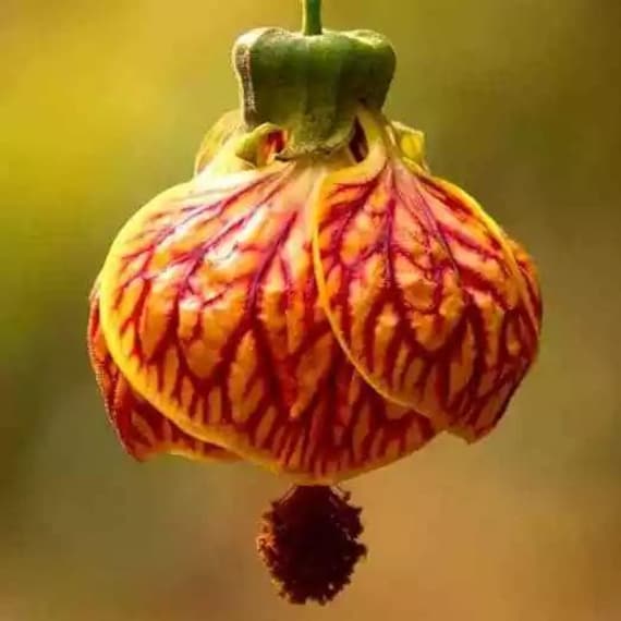20 Crimson Gold Chinese Flower Seeds – Summer Blooming, Red/Gold Garden Flowers