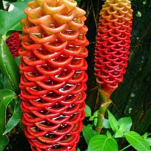 Op de afbeelding: Close-up van twee rode en gele gemberbloemen met een groene bladerige achtergrond.