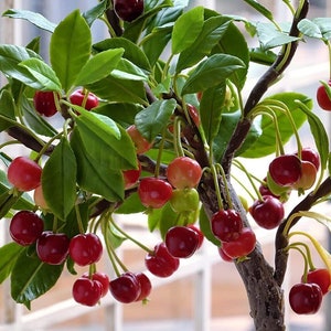 Könnte beinhalten: Ein kleiner Kirschbaum mit grünen Blättern und vielen roten Kirschen, die von den Ästen hängen. Der Baum steht in einem Topf und befindet sich auf einer Fensterbank.