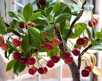 20 Bonsai Dwarf Cherry Tree Seeds | Indoor or Outdoor Fruit Tree | USA-(#6021)
