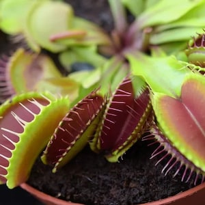 May include: Close-up of a Venus flytrap plant with several open traps. The traps are green with red inner edges and have sharp teeth. The plant is growing in a brown pot.