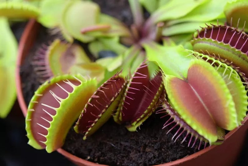 Yiya8garden Venus Fly Trap Seeds - Thumbnail 2