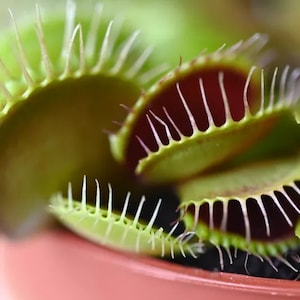 May include: Close-up of a Venus flytrap plant with multiple open traps, revealing rows of sharp teeth. The traps are green with red interiors and are set against a blurred background.