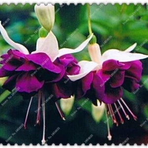 May include: Close-up of two fuchsia flowers with white petals and deep purple sepals. The flowers are in bloom and have long, slender stems.