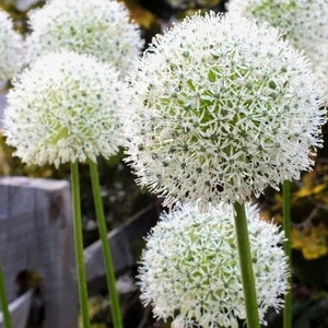 50pcs MIX Color giant Allium giganteum flower seeds garden plant image 3