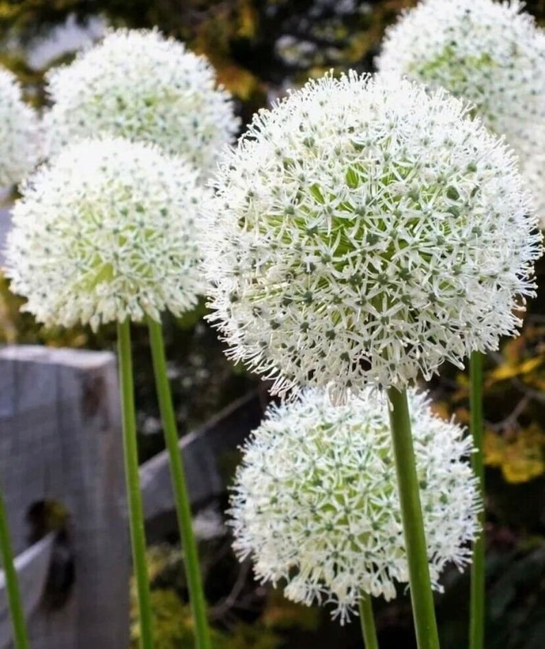 50pcs MIX Color giant Allium giganteum flower seeds garden plant image 3