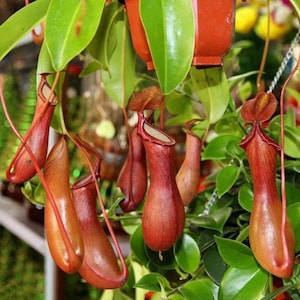 50 semillas de Nepenthes, rara planta carnívora atrapamoscas, mono atrapamoscas, n.° 6842