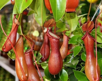 50Pcs Nepenthes Seeds Rare Flytrap Pitcher Plant Flytrap Monkey Cup #6842