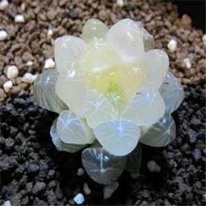 May include: A close-up of a translucent white succulent plant with a green center. The plant has a rosette shape and is surrounded by small, dark gray stones.