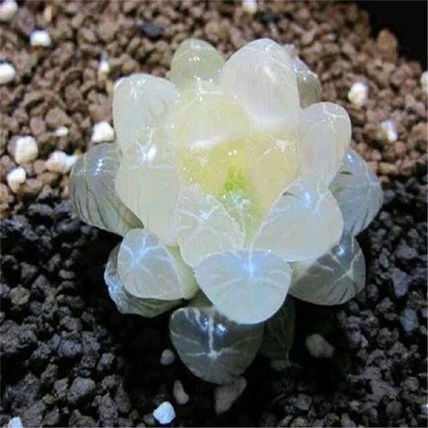 Rare Crystal Clear Succulents Seeds, 50pcs/pack. #0359