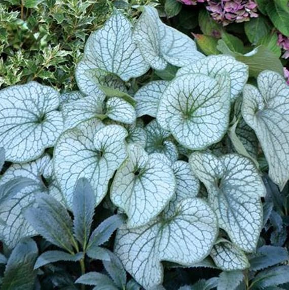 20pcs Hosta Plantaginea Fragrant Plantain Seeds Fire And Ice Shade Lace