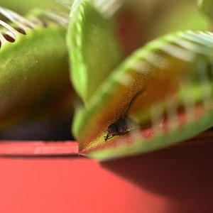 May include: Close-up of a Venus flytrap with a small insect trapped inside. The trap is green and has red edges. The insect is brown and appears to be struggling.