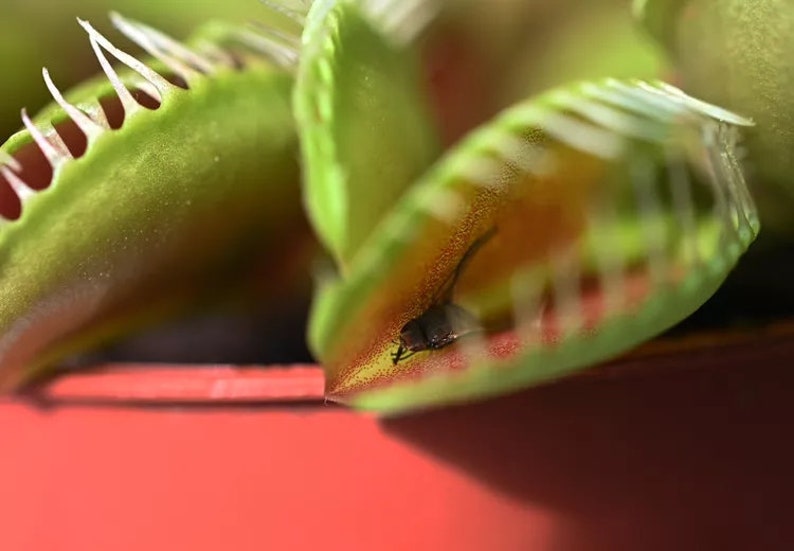 Yiya8garden Venus Fly Trap Seeds - Thumbnail 4
