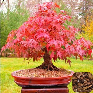 May include: A red Japanese maple bonsai tree in a brown ceramic pot. The tree has a thick trunk and many branches with small, delicate leaves. The pot is sitting on a wooden stand.
