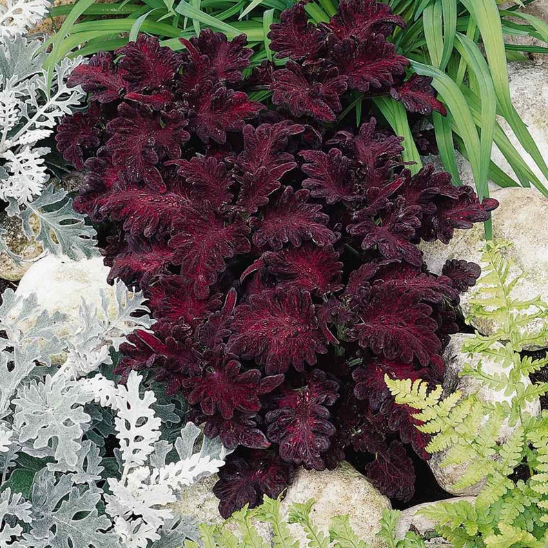 Coleus Seeds Black Dragon 20 seeds / Coleus scutellarioides.3298 image 4