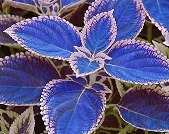 20 Unids/bolsa semillas de Coleus azules, hermosas plantas con flores, balcón bonsai en macetas #0113