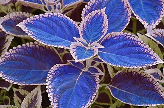 / Bag Blue Coleus Seeds Beautiful Flowering Plants - Etsy