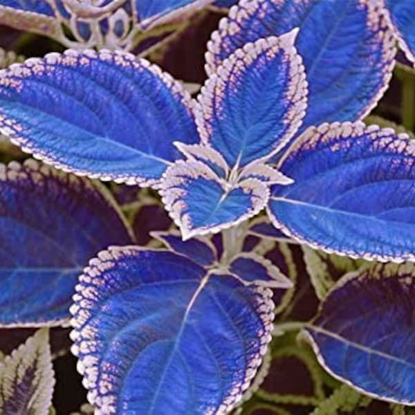 20Pcs / bag blue Coleus seeds, beautiful flowering plants, potted bonsai balcony #0113