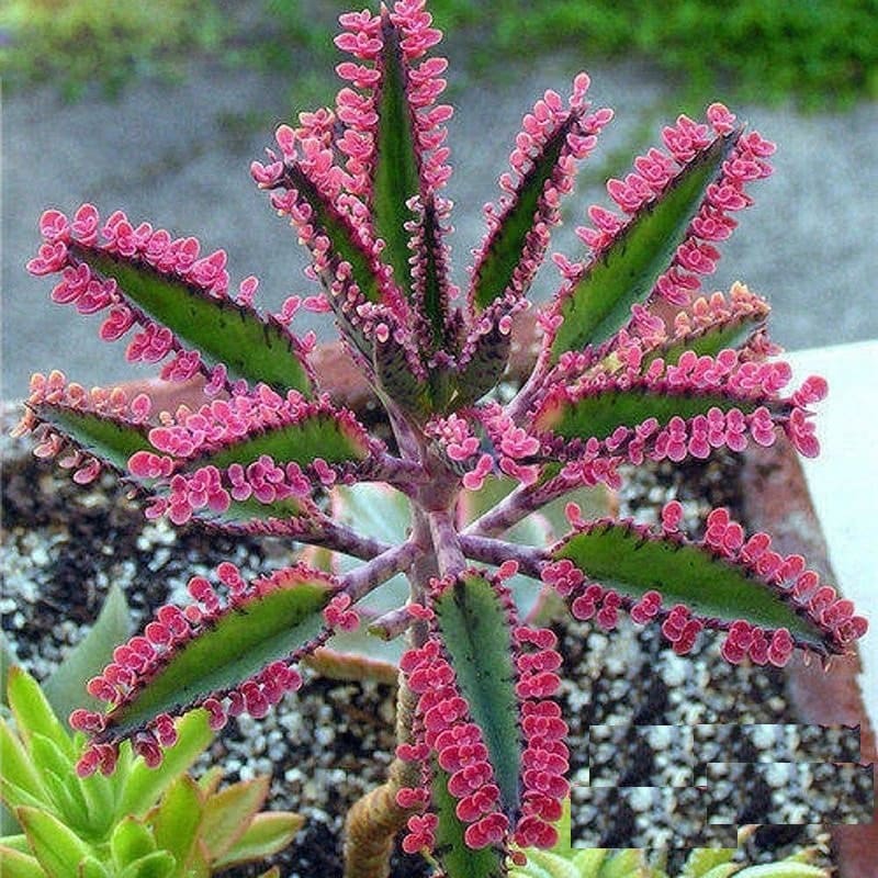 カランコエ ピンクバタフライ 多肉植物 盆栽 鉢植え 種子 50個入り