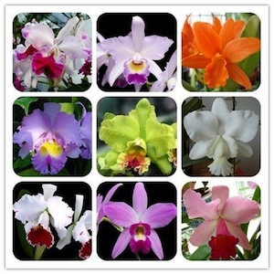May include: A collection of nine different orchid flowers in various colors, including white, pink, purple, orange, and green. The orchids are all in bloom and have delicate petals.