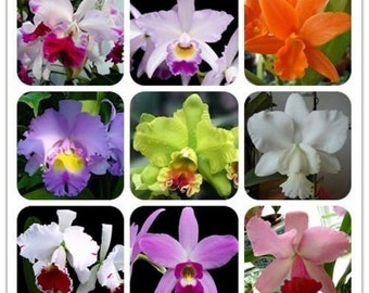 50 semillas de orquídeas Cattleya, 5 tipos raros, planta de interior, bonsái perenne (9967)