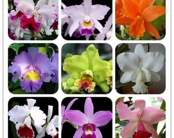 50 Stück Orchideen Cattleya Blumensamen Selten 5 Arten Hauptpflanze Staude Bonsai (9967)