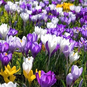 50 Stück Krokus Sativus Blumensamen