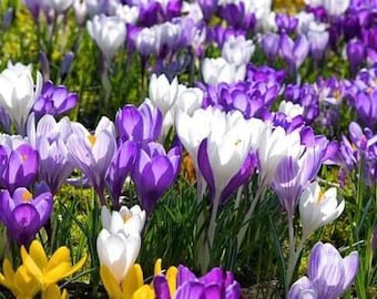 50 graines de fleurs de Crocus sativus