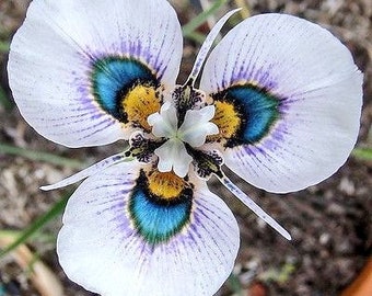 50 Stück Moraea Iridium Blumensamen (Peacock Iris Samen) (#5177)