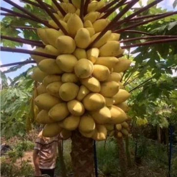 20 Pcs Golden Papaya Seeds RARE Brazilian Golden PAPAYA Fruit tree Seeds.# 8865