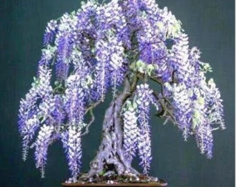 10pcs Purple Wisteria Flower Seeds Perennial Climbing Plants Bonsai Home.(#2104)