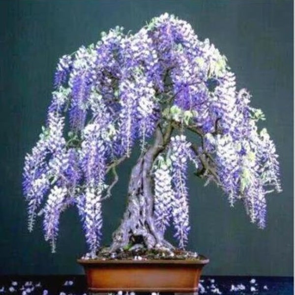 10pcs Purple Wisteria Flower Seeds Perennial Climbing Plants Bonsai Home.(#2104)