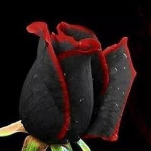 May include: A single black rose with a red edge on the petals. The rose is in bud form and has water droplets on the petals.