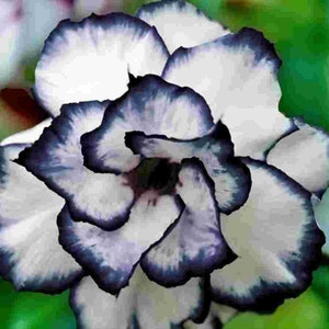 Puede incluir: Una flor blanca con bordes azul oscuro en cada pétalo. La flor tiene un aspecto en capas y con volantes.
