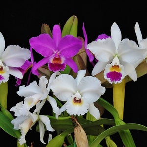 50Pcs Orchids Cattleya Flower Seeds Rare 5 Kinds Home Plant Perennial Bonsai 9967 image 4