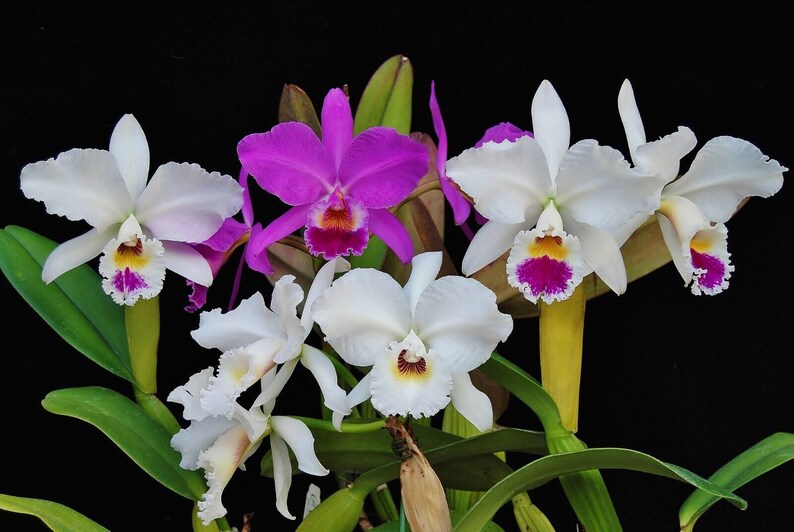 50Pcs Orchids Cattleya Flower Seeds Rare 5 Kinds Home Plant Perennial Bonsai 9967 image 4