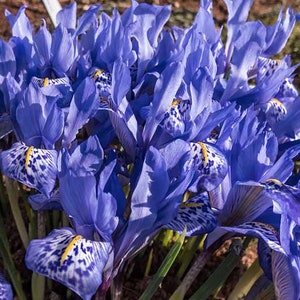 Peut inclure: Un groupe d'iris bleus avec des marques blanches et jaunes sur les pétales. Les fleurs sont en fleurs et ont un motif délicat et complexe.