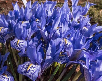 USA SELLER 10 Water Iris aka Northern Blue Flag Seeds Garden Plants Easy to Grow（9145）