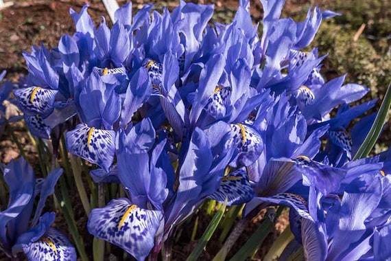 Northern Blue Flag Seeds