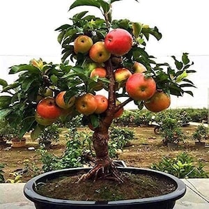 Puede incluir: Un pequeño bonsái de manzano con manzanas rojas que crecen en él. El árbol está en maceta en una maceta de cerámica negra y está sentado sobre una superficie marrón.