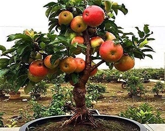 20 Dwarf Bonsai Apple Seeds Organic Mini Delicious Fruit Planter Tree #6331
