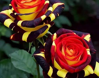 20pcs Rare Rose 'Firebird' Seeds - Non-GMO Heirloom Variety (#0887A)