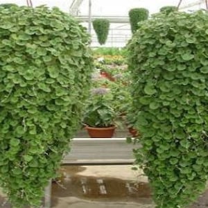 20 zaden Emerald Falls Dichondra zaden voor planten - prachtig huilen