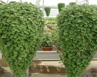 20 Seeds Emerald Falls Dichondra Seeds for Planting - Stunning Weeping