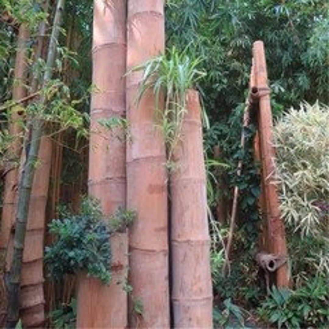 巨大なドラゴン竹の種子植物 Dendrocalamus sinicus - 50個入り竹の