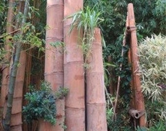 Semillas de bambú dragón gigante, planta Dendrocalamus sinicus - 50 semillas de bambú (#0588)